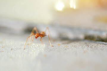 Asian weaver ant  is a species of arboreal ant found in tropical Asia and Australia.