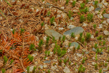 Dried pine needles and small rocks