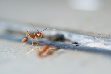 Asian weaver ant  is a species of arboreal ant found in tropical Asia and Australia.