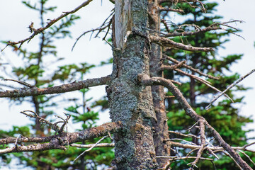 Rotting Tree branches