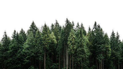 Dense evergreen forest with a transparent background for creative designs.