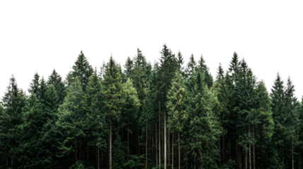 Dense evergreen forest with a transparent background for creative designs.
