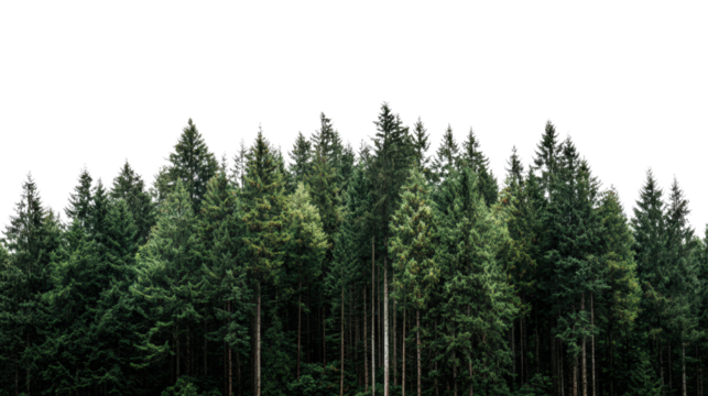 Dense evergreen forest with a transparent background for creative designs.