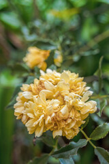Yellow lady Banks roses in full bloom, close-up view captured in a garden in the eastern Andean mountains of central Colombia, near the town of Villa de Leyva.
