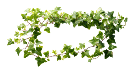 Decorative ivy vine with transparent background, perfect for design.
