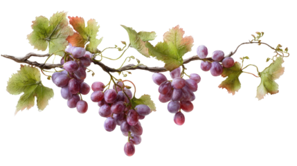 Beautiful watercolor illustration of juicy, ripe purple grapes with green leaves on a transparent background.