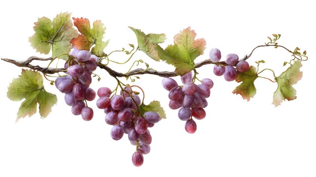 Beautiful watercolor illustration of juicy, ripe purple grapes with green leaves on a transparent background.