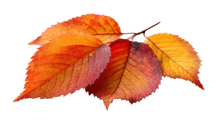 Beautiful autumn leaves in vibrant colors on a transparent background.