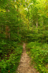 Fototapeta premium Hiking Trail