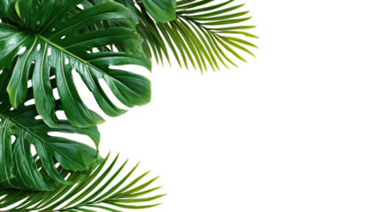 Lush tropical leaves and palm fronds set against a transparent background, png.