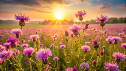 Obraz premium Knapweed flower field at sunrise