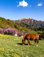 Naklejka premium Horse in a mountain meadow (1)