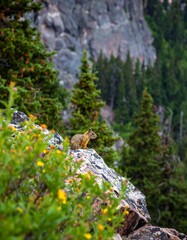 Obraz premium Squirrel perched on a rocky outcrop