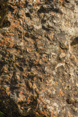 Tiny round dots of yellow lichen on a rock illuminated by the light of the sunset, macrophotography captured in a garden in the town of Sora, in the eastern Andean mountains of central Colombia.