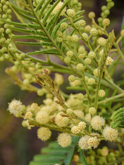 The delicate flowers of the black wattle tree, macrophotography captured in a forest near the town of Cucaita, in the eastern Andean mountains of central Colombia.