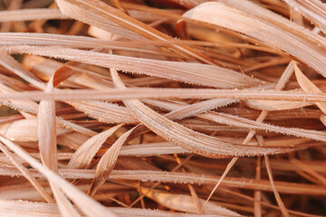 frozen grass close-up. Frost on plants.Imperata cylindrica in winter weather.Frosty Grass Blades in Winter. Perennial cereals in the garden in winter