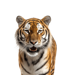 Obraz premium Cheerful tiger facing the camera in a half-body pose, showcasing its expressive and friendly demeanor
