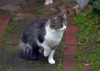 A fluffy white and gray cat with long hair walks along a brick path in the garden.  