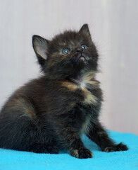 A cute little tortoiseshell kitten sits on a blue blanket. The animal has dark fluffy fur with...
