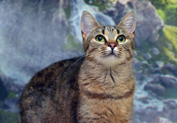 A beautiful tabby cat with big green eyes poses against a rocky landscape. 