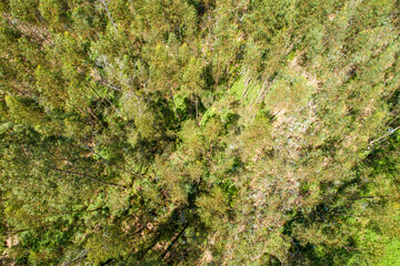 A Drone Shot of a Green Forest in the Summer. Concept The vastness of a woodland.