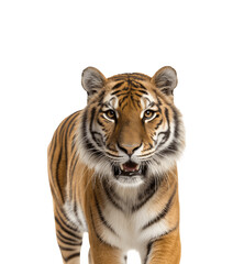 Fototapeta premium Cheerful tiger facing the camera in a half-body pose, showcasing its expressive and friendly demeanor
