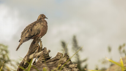 A ruddy ground dove perching on a old log illuminated by the sunset, in a forest in the town of Sora, in the eastern Andean mountains of central Colombia.