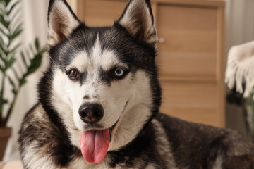 Cute Husky dog in living room, closeup