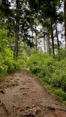 Mountain forest in the rainy day