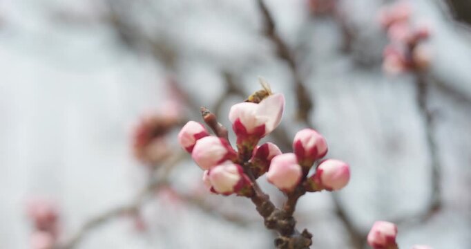 Apricot blossoms in spring are in bud.