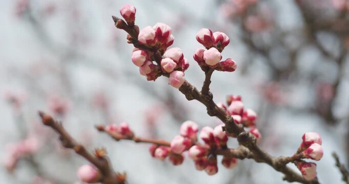 Apricot blossoms in spring are in bud.