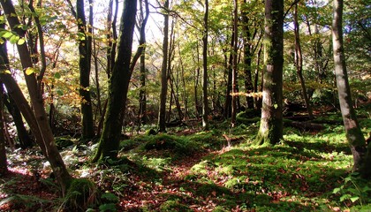 Sunlight filtering through autumnal forest