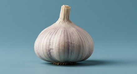 Fresh bulb of garlic on blue background  