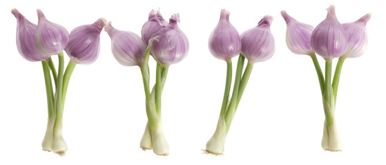 Arrangement of Chive Flower Stems with Purple Blossoms and Green Stems on Transparent Background