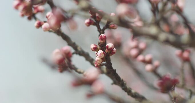 Apricot blossoms in spring are in bud.