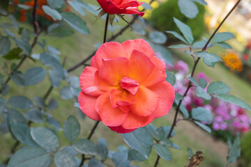 Close up of a beautiful orange rose flower with green leaves bloom in the garden