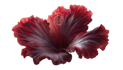 Close-up of a vibrant hibiscus flower.  Deep crimson and muted purples