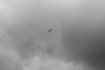  Silhouette of Bird Flying in Cloudy Sky