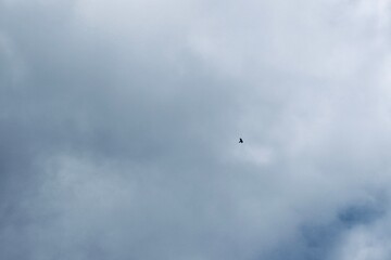 Bird Flying Across Bright Cloudy Sky