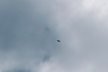  Single Bird Flying Across Pale Cloudy Sky