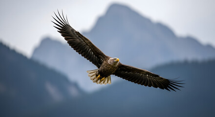 Obraz premium Majestic Bald Eagle in Flight Soaring Through the Air with Mountains in Background