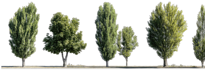 Row of tall slender trees with full foliage