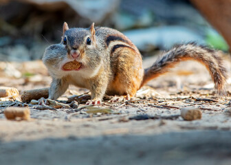 Chipmunk with cheeks stuffed full of food portrait 