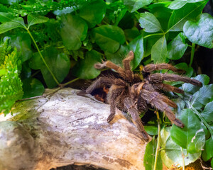 Tarantula crawling from under a bush 