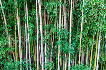 Background of a grove of bamboo