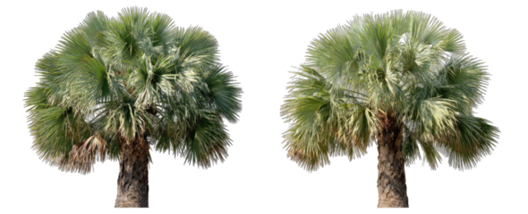 Two Fan Palm Trees Against Black Background