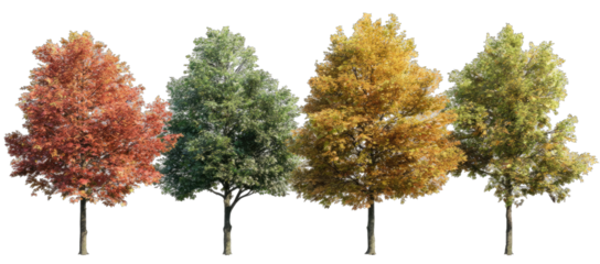 Four trees in various autumnal hues