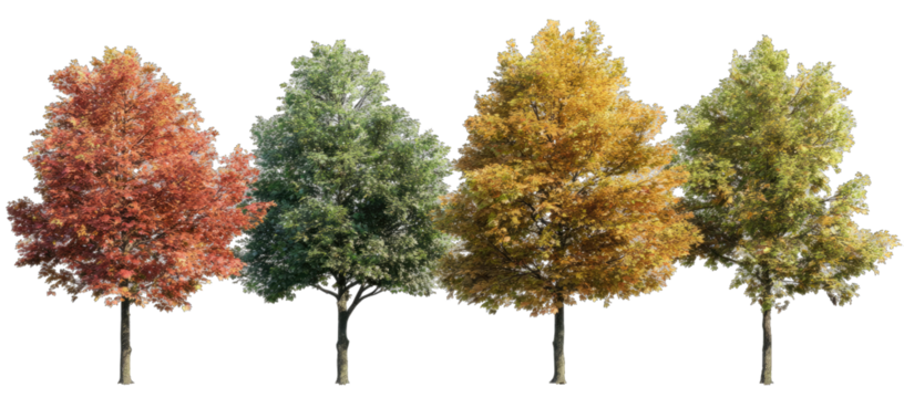 Four trees in various autumnal hues - Powered by Adobe