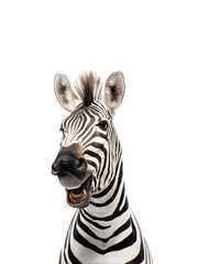 Cheerful zebra facing forward with a lively expression in a professional animal portrait