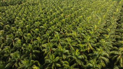 Top view of coconut trees field in the sunrise